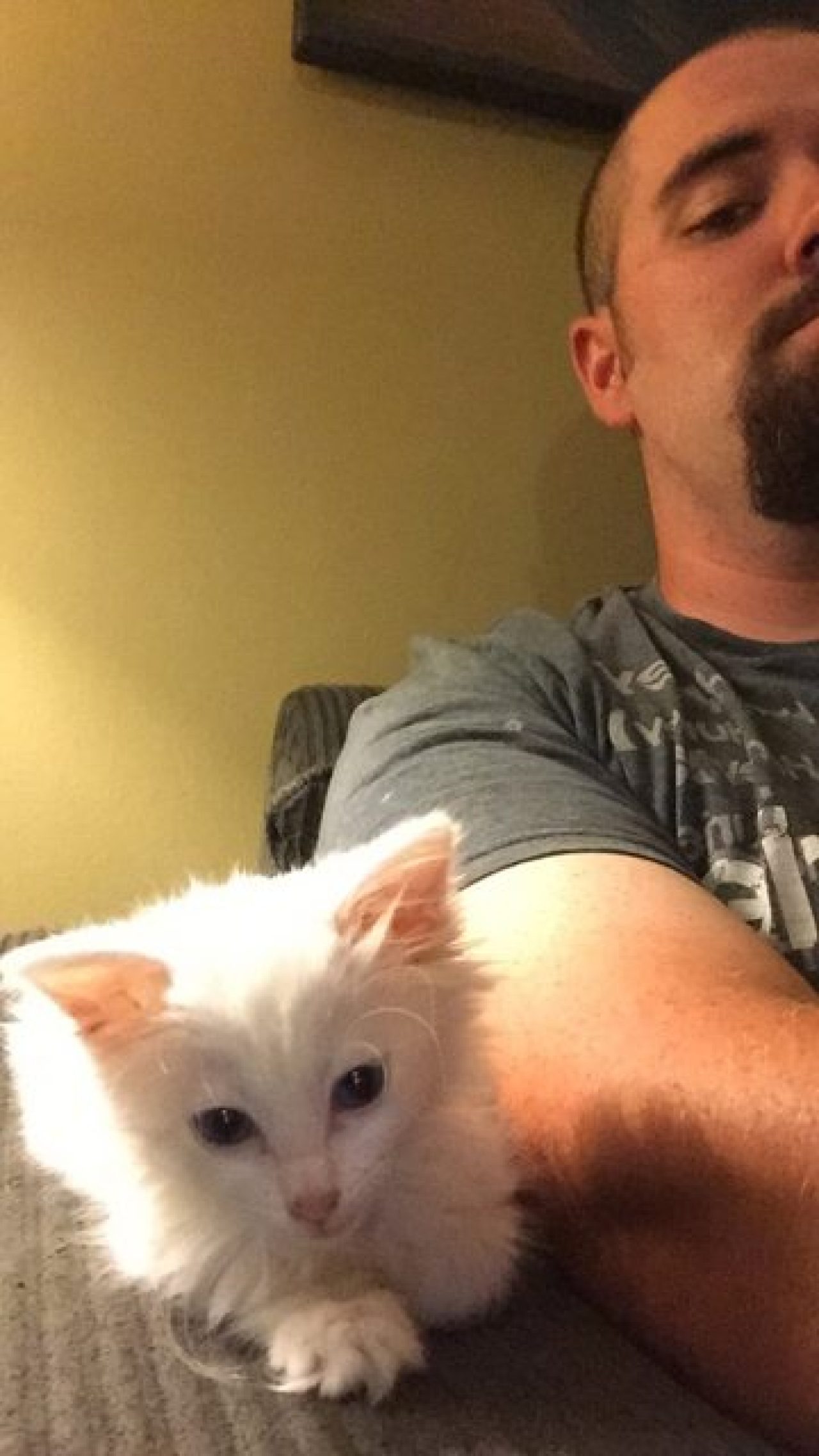 Sophie, The Deaf, Stray Cat Turns This Man Into A Real Cat Person