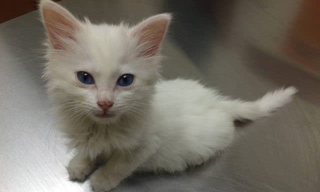 Sophie, The Deaf, Stray Cat Turns This Man Into A Real Cat Person