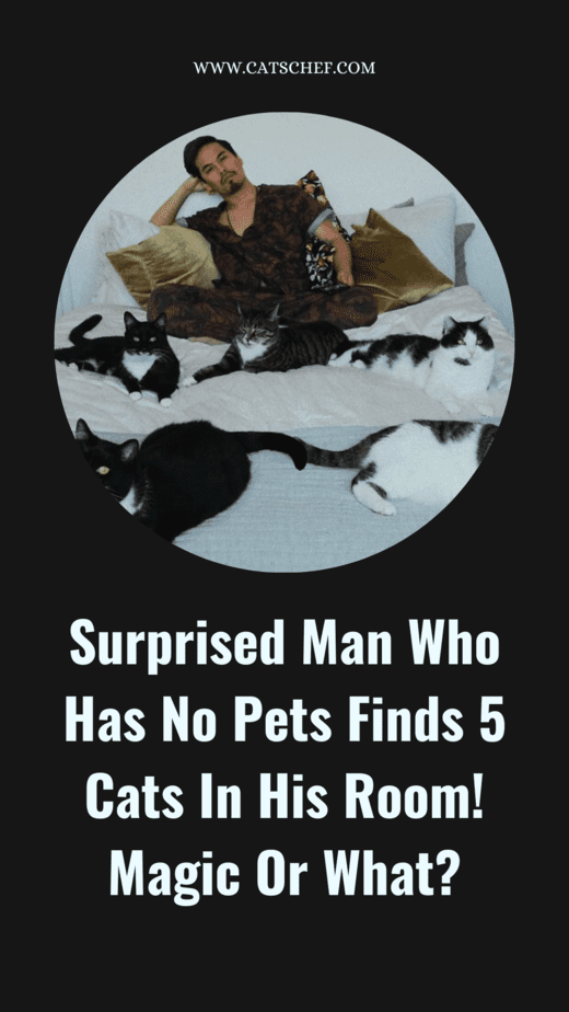 Surprised Man Who Has No Pets Finds 5 Cats In His Room! Magic Or What?