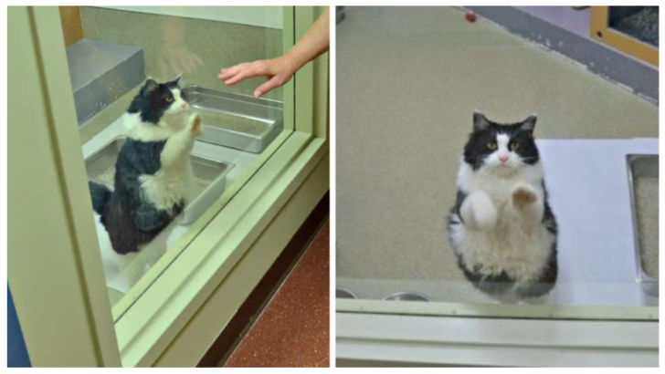 “Take Me Home Pawese”: 13-Year-Old Feline Paws At Shelter Glass To Get Attention