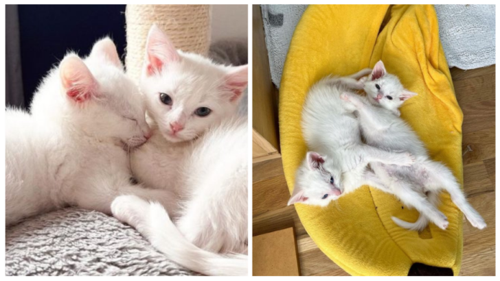 The Couple Makes Sure That Rescued Kittens Never Run Out Of Warm Cuddles