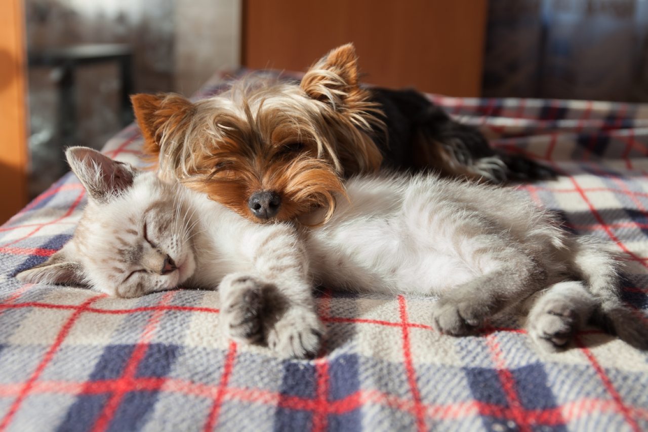 The End Of The Everlasting Debate Study Shows That Cat People Are Smarter Than Dog People