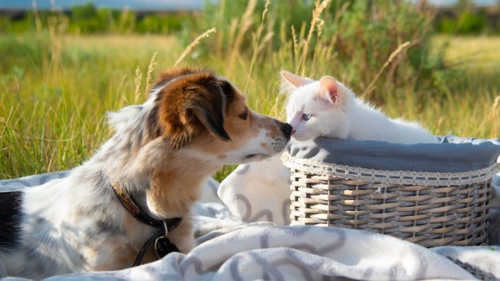 The End Of The Everlasting Debate? Study Shows That Cat People Are Smarter Than Dog People