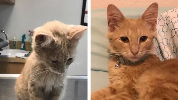 Evren Size İhtiyacınız Olanı Verir: Kalbi Kırık Bu Adam Merdivenlerinde Bir Kedi Dostu Buldu