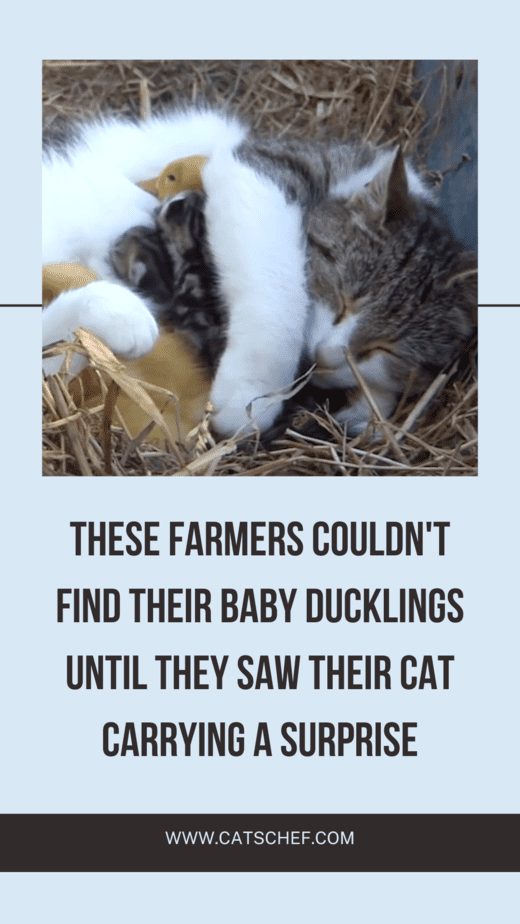 These Farmers Couldn't Find Their Baby Ducklings Until They Saw Their Cat Carrying A Surprise