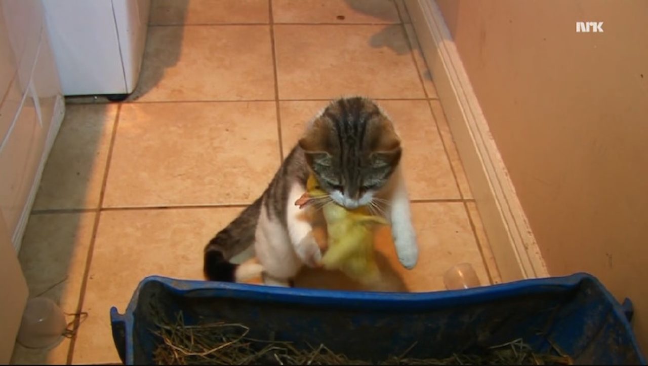 These Farmers Couldn't Find Their Baby Ducklings Until They Saw Their Cat Carrying A Surprise