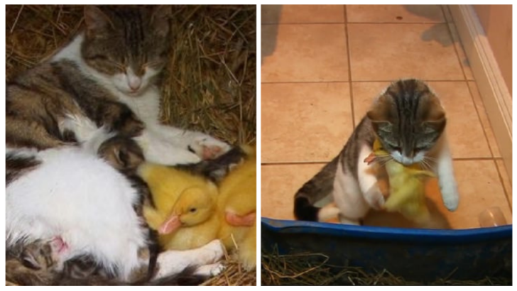 These Farmers Couldn’t Find Their Baby Ducklings Until They Saw Their Cat Carrying A Surprise