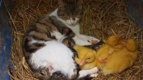 These Farmers Couldn’t Find Their Baby Ducklings Until They Saw Their Cat Carrying A Surprise