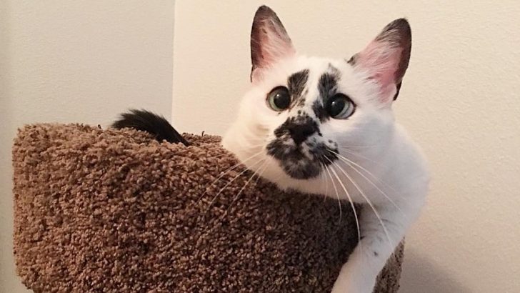 This Abandoned Cat Has A Face That Begs You To Keep Her So Her Savior Gives In
