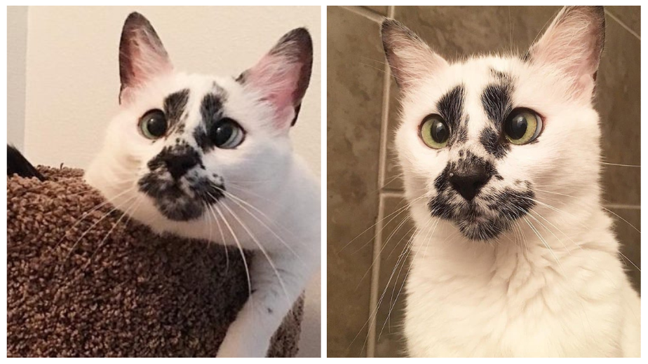 This Abandoned Cat Has A Face That Begs You To Keep Her So Her Savior Gives In