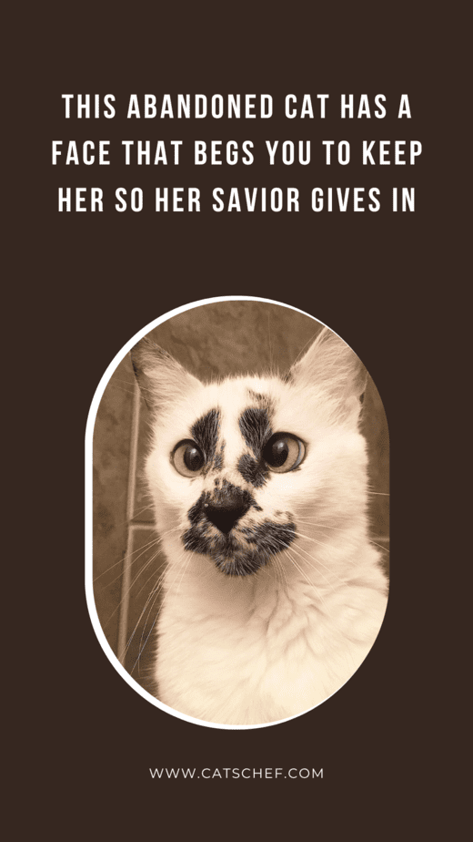This Abandoned Cat Has A Face That Begs You To Keep Her So Her Savior Gives In