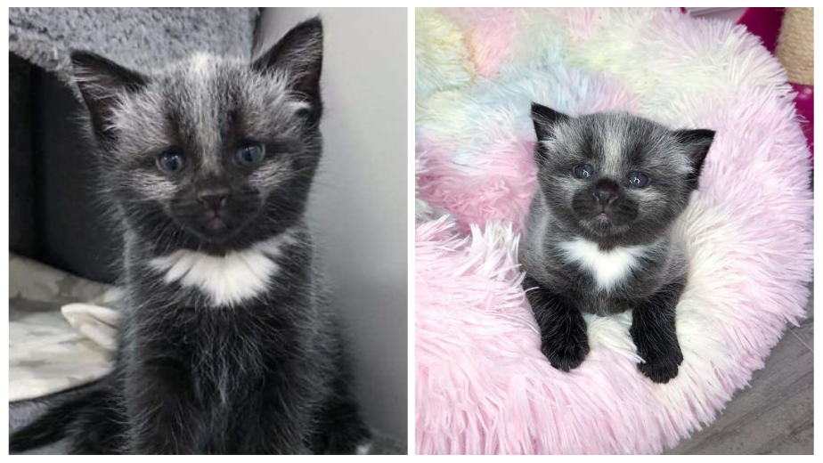 This Abandoned Kitty Has A Unique Coat That Will Leave You In Awe