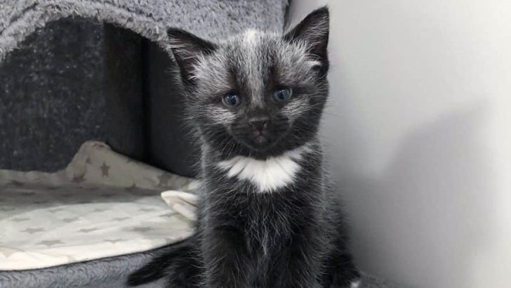 This Abandoned Kitty Has A Unique Coat That Will Leave You In Awe