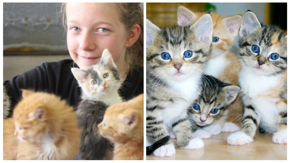 This Kind Girl Spends Her Birthday Money To Save Lives Of 14 Stray Kitties