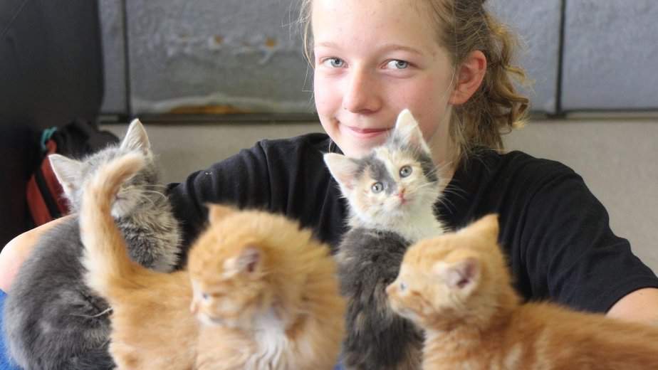 This Kind Girl Spends Her Birthday Money To Save Lives Of 14 Stray Kitties