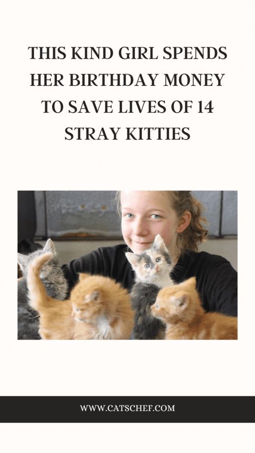 This Kind Girl Spends Her Birthday Money To Save Lives Of 14 Stray Kitties