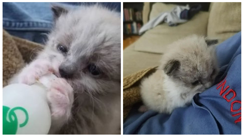 This Kitty Has Been Abandoned Right After His Birth, But He Gets A Second Chance In Life