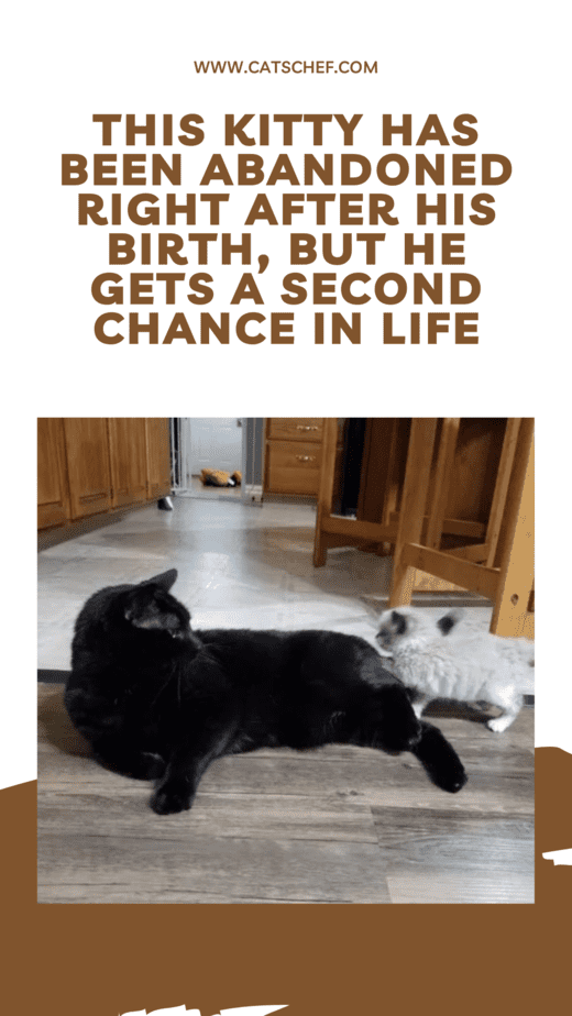 This Kitty Has Been Abandoned Right After His Birth, But He Gets A Second Chance In Life