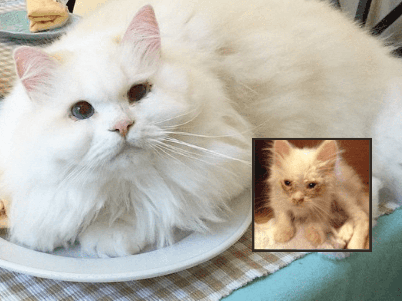 This Once-Upon-A-Time Stray Cat Turns Out To Be A Majestic Fluffy Feline