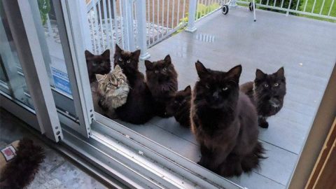 This Stray Cat Brings Her Babies To A Trusty Woman Who’s Always Been There For Her