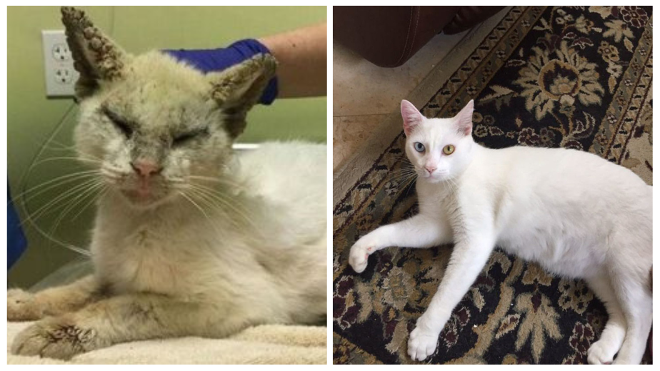 This Stray Cat Is Finally Able To Open His Eyes And Show Their Beauty To The World