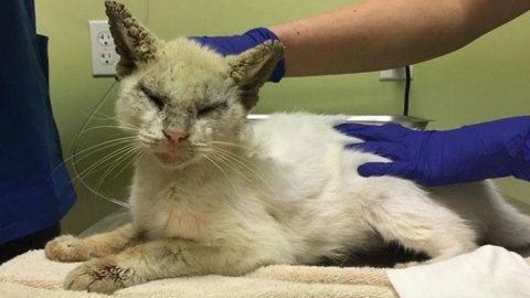 This Stray Cat Is Finally Able To Open His Eyes And Show Their Beauty To The World