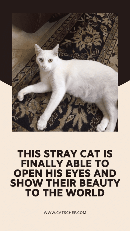 This Stray Cat Is Finally Able To Open His Eyes And Show Their Beauty To The World