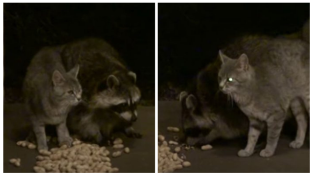 This-Stray-Kitten-Keeps-Cuddling-With-His-Raccoon-Friend