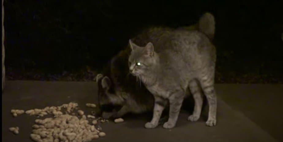 This Stray Kitten Keeps Cuddling With His Raccoon-Friend