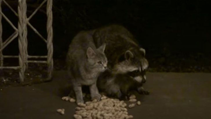 This Stray Kitten Keeps Cuddling With His Raccoon-Friend