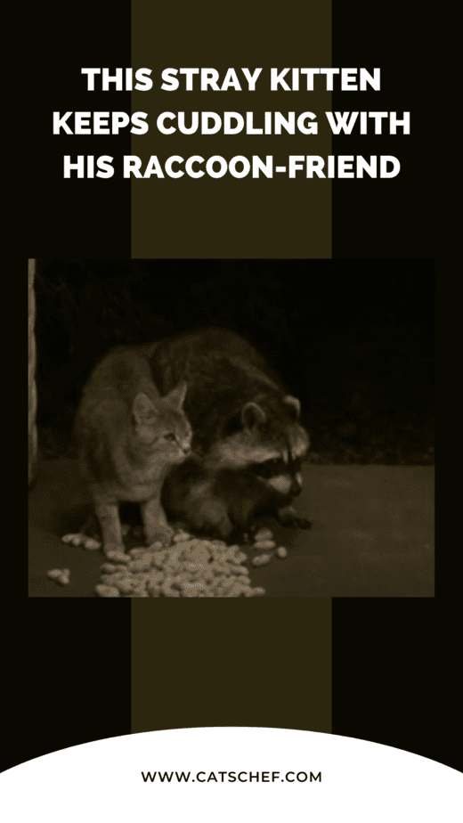 This Stray Kitten Keeps Cuddling With His Raccoon-Friend