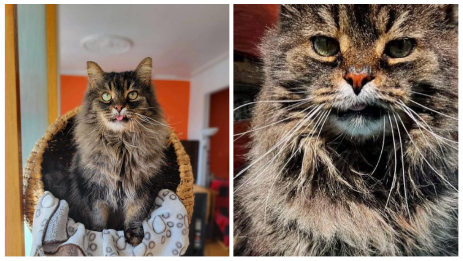 This Woman Kept Feeding A Stray Cat And He Finally Decided To Let Her Take Care Of Him