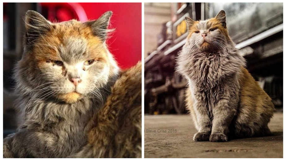 To Dirt, The Nevada Railway Cat That Is The Epitome Of Her Name