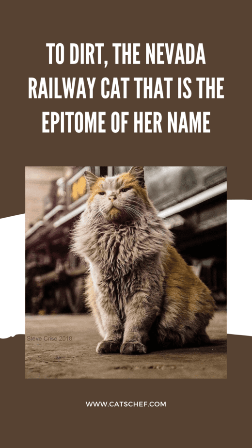 To Dirt, The Nevada Railway Cat That Is The Epitome Of Her Name