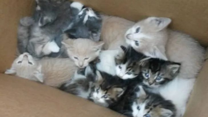 Two Abandoned Cat Mothers “Meow” For Help From Hikers To Save Their Babies