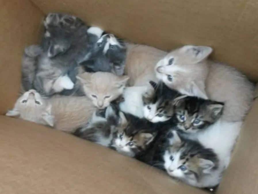 Two Abandoned Cat Mothers Meow For Help From Hikers To Save Their Babies