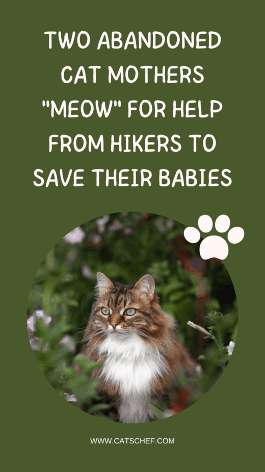 Two Abandoned Cat Mothers "Meow" For Help From Hikers To Save Their Babies