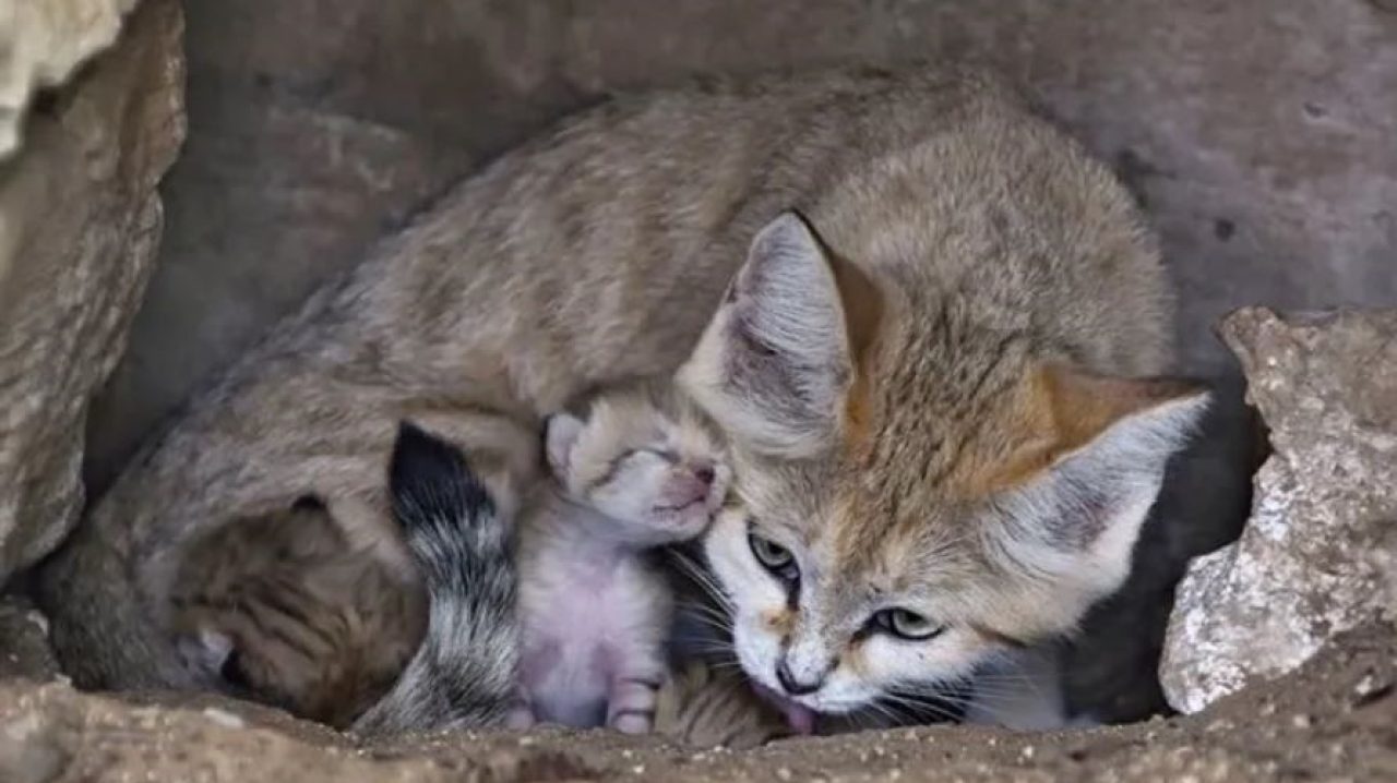 Widowed Sand Cat Left Everyone In Awe After Giving Birth To Three Healthy Kittens