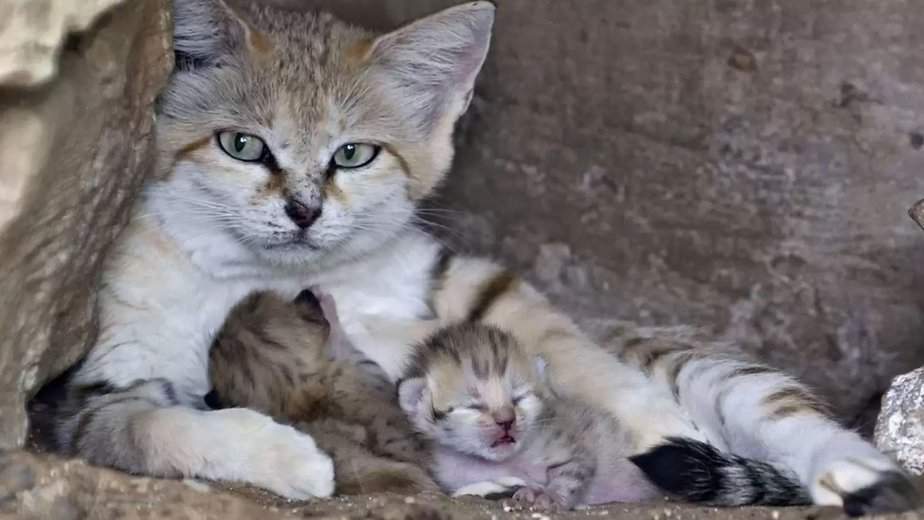 Widowed Sand Cat Left Everyone In Awe After Giving Birth To Three Healthy Kittens