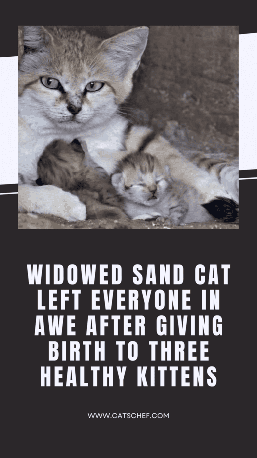 Widowed Sand Cat Left Everyone In Awe After Giving Birth To Three Healthy Kittens