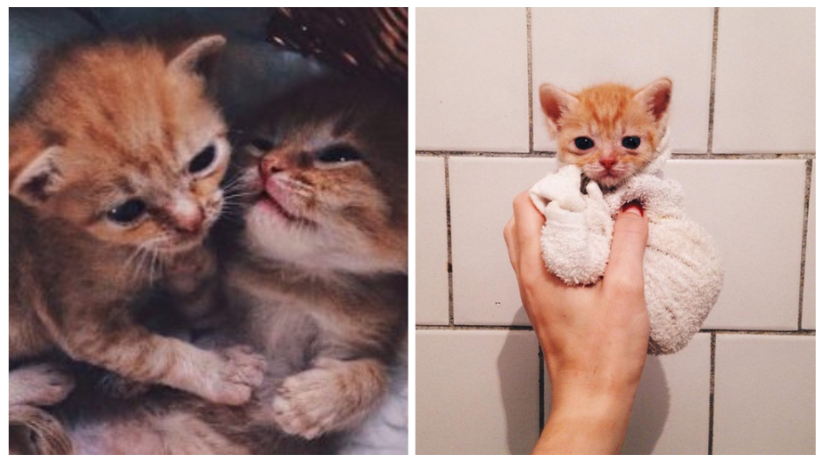 Woman Keeps These Two Kitty-Brothers Together And Adopts Both Of Them