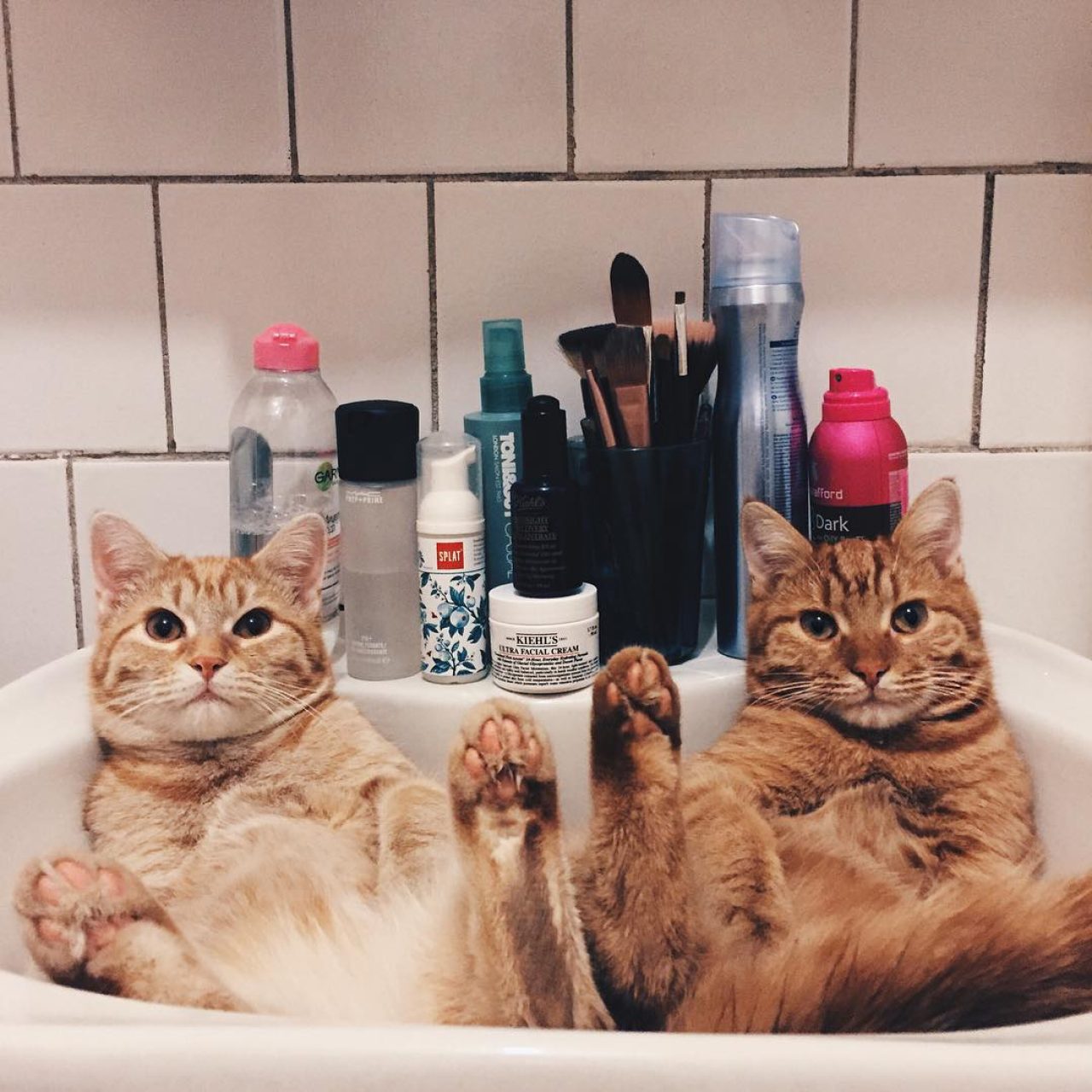 Woman Keeps These Two Kitty-Brothers Together And Adopts Both Of Them