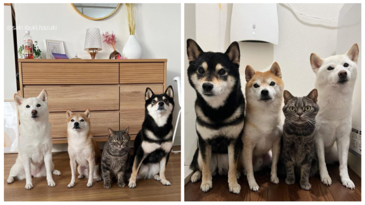 You Are Who You Hang Out With: This Cute Feline Assumes He’s A Dog, Just Like His “Brothers”