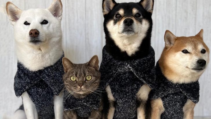 You Are Who You Hang Out With: This Cute Feline Assumes He’s A Dog, Just Like His “Brothers”