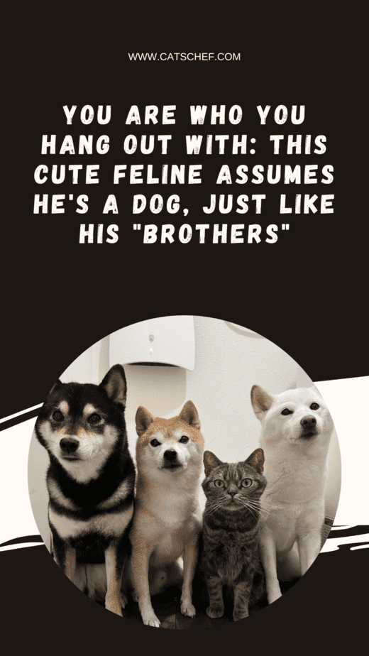 You Are Who You Hang Out With: This Cute Feline Assumes He's A Dog, Just Like His "Brothers"