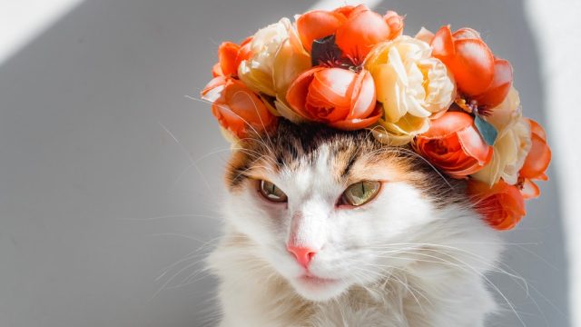 hippie cat names