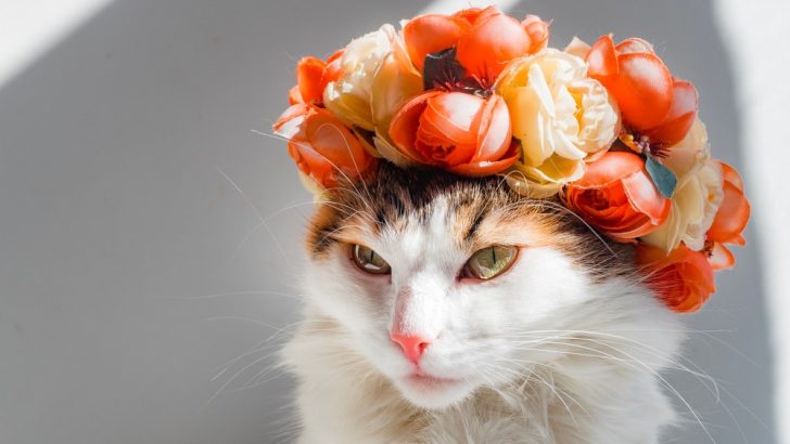 230+ Hippie Cat Names For Your Free-Spirited Fluff