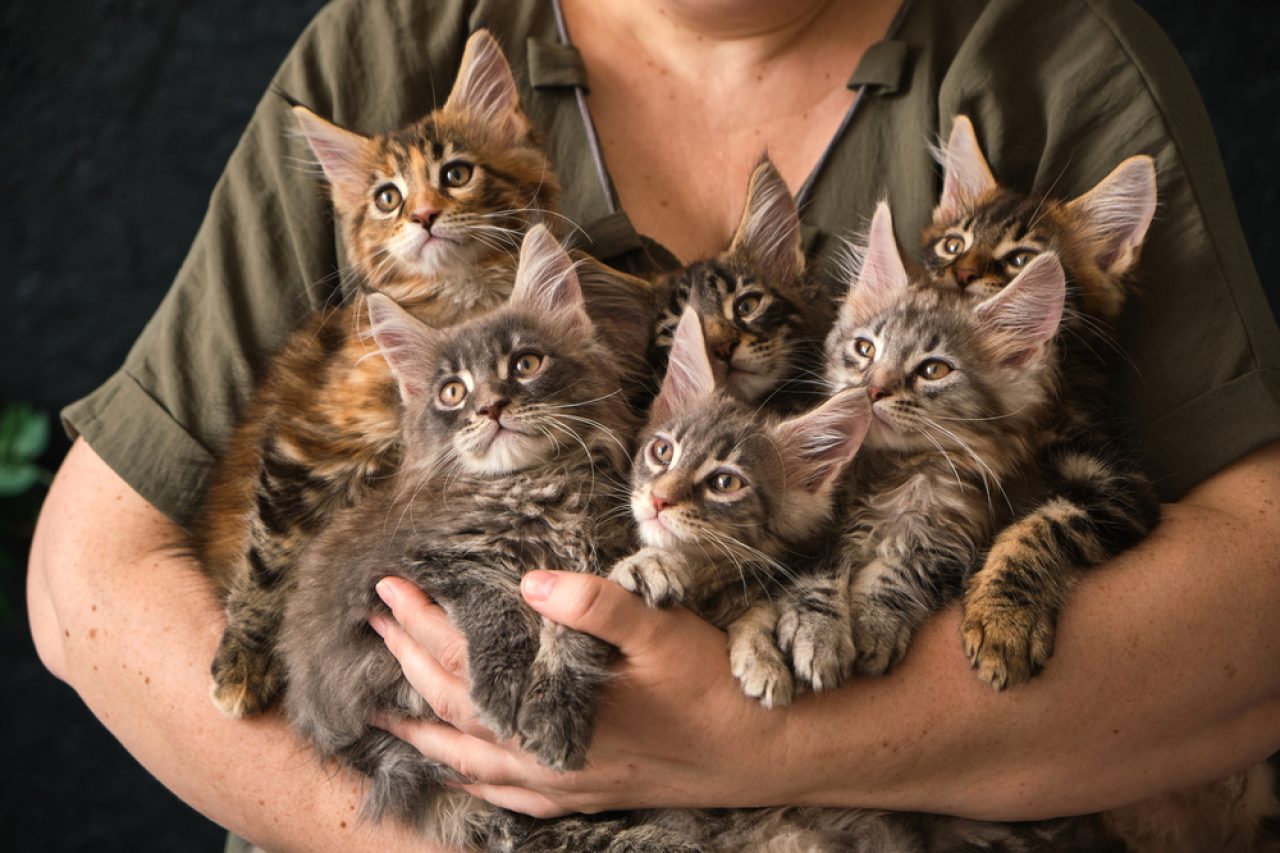 Maine Coon Yavru Kedileri Yumuşakça Miyavlıyor: "Büyüdüğümüzde Nazik Devler Olacağız"