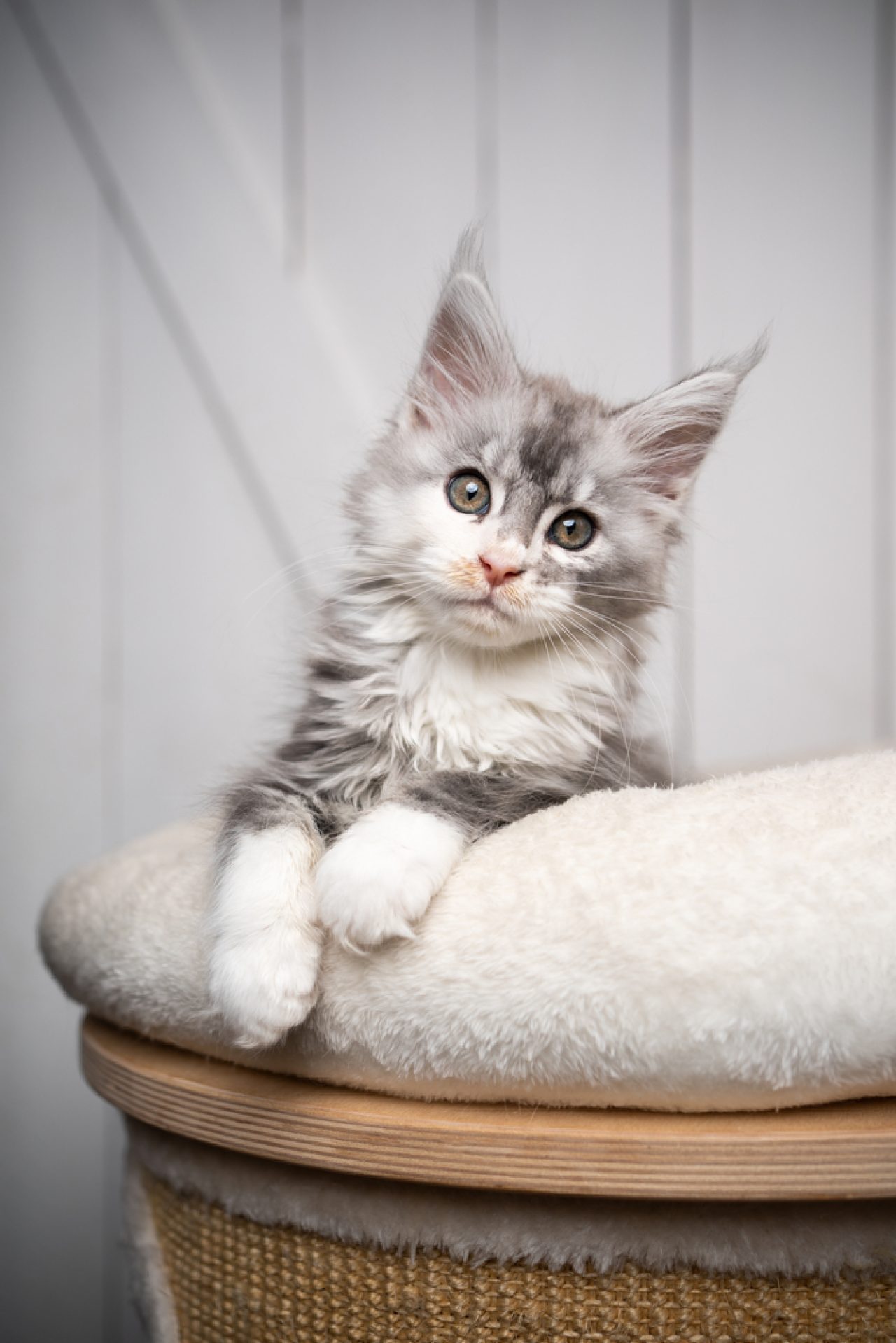 Maine Coon Yavru Kedileri Yumuşakça Miyavlıyor: "Büyüdüğümüzde Nazik Devler Olacağız"