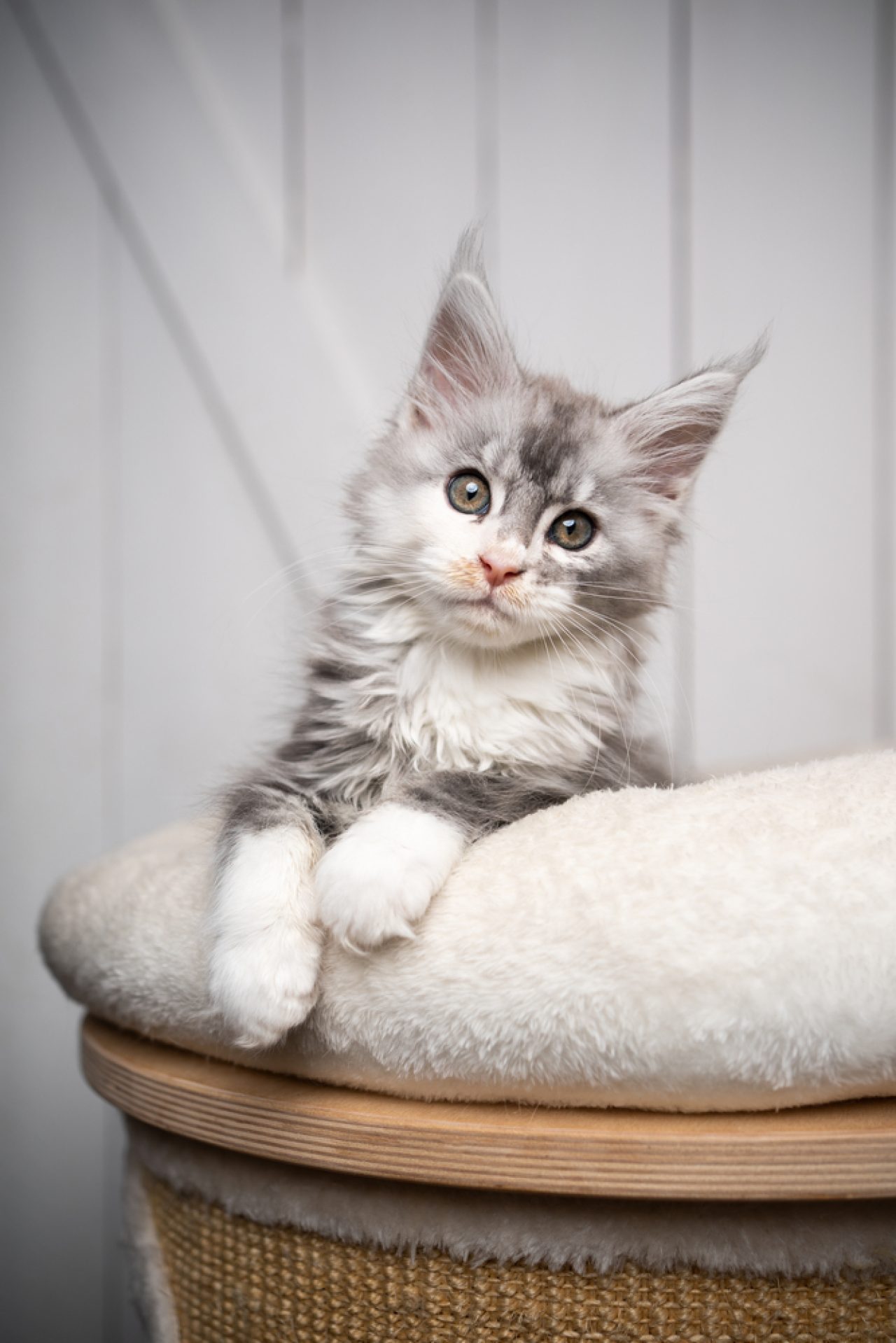 Maine Coon Kittens Meowing Softly: "When We Grow Up, We're Gonna Be Gentle Giants"